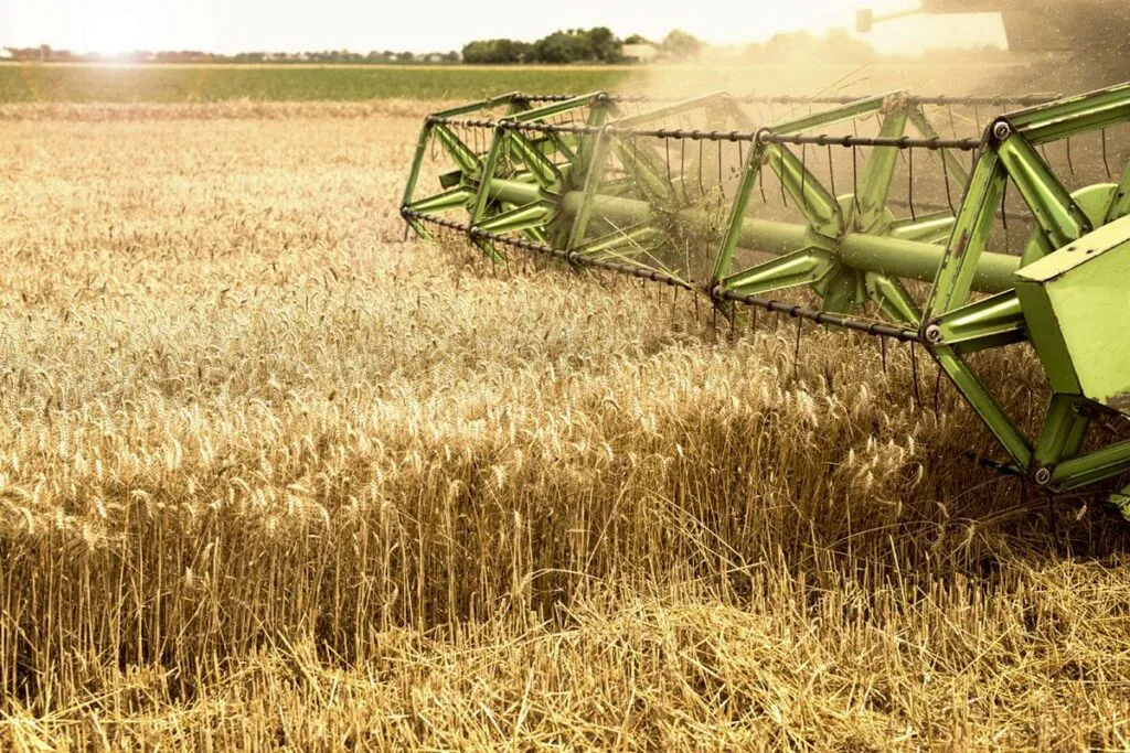 trigo_transgenico_hb4_paraguay_01-1024x683