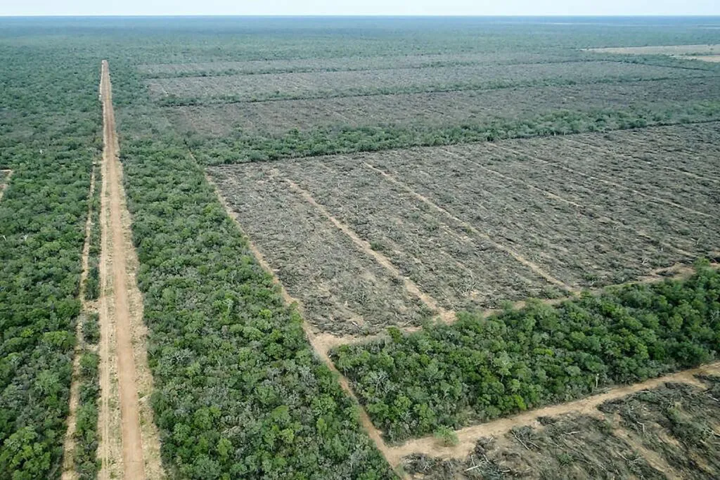 trigo_transgenico_hb4_paraguay_06-1024x683