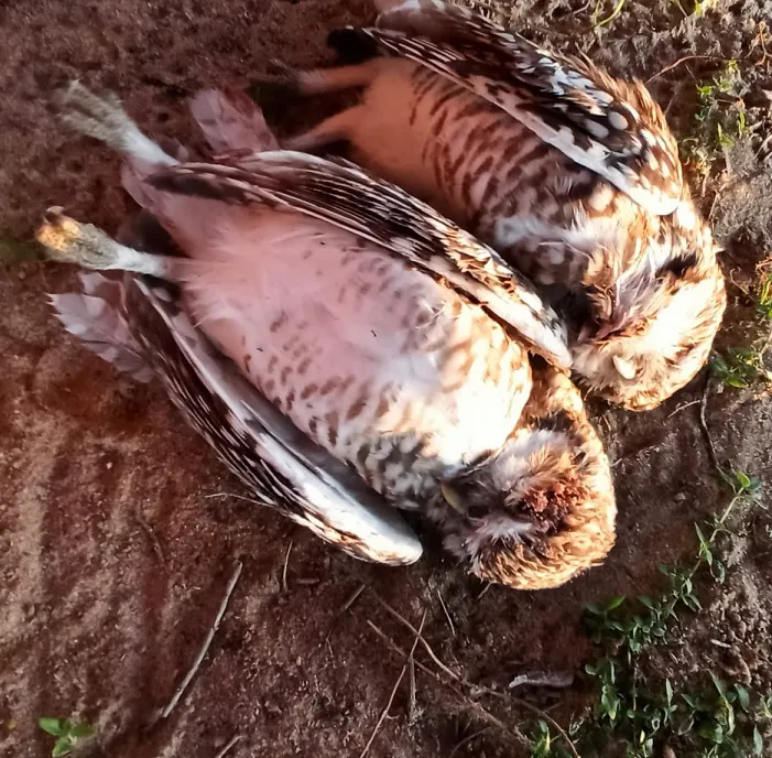 portada-lechuzas-muertas-CAE