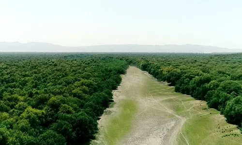 Diez millones de hectáreas de bosque menos por año