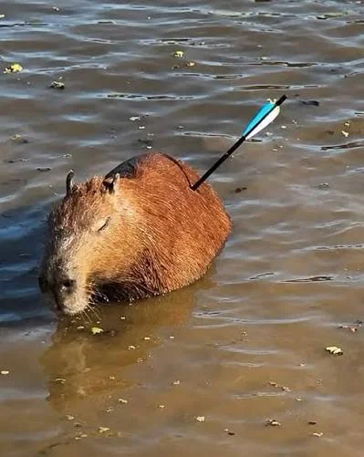 carpin