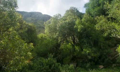 Córdoba Solo queda un 5,5% de bosque nativo en las sierras