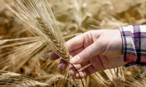 El único trigo transgénico del mundo genera polémica