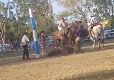 maltrato-caballo-gualeguay
