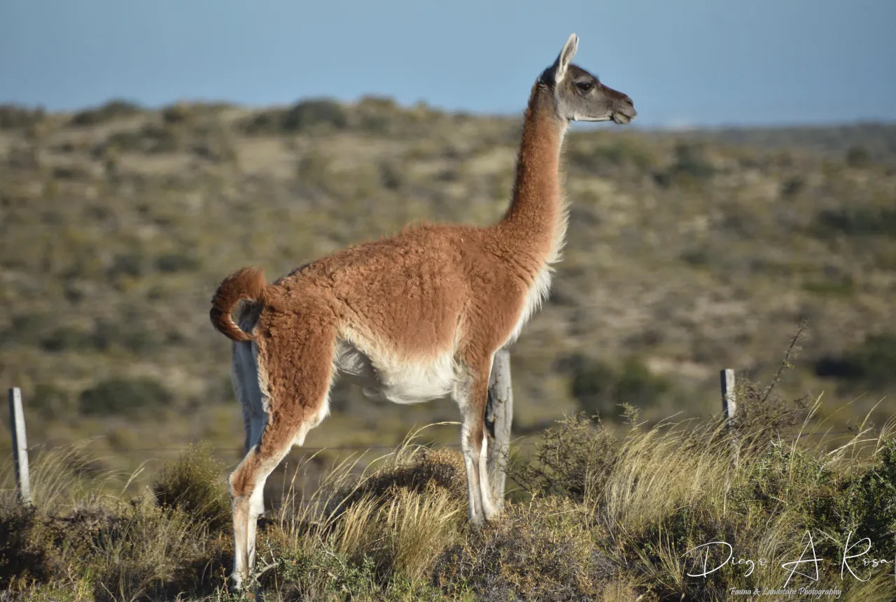 DAR_4926_3805---copia