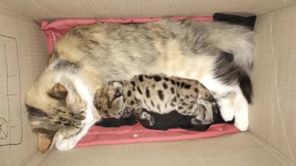 Captura de pantalla 2026-04-05 a la(s) 21.42.20