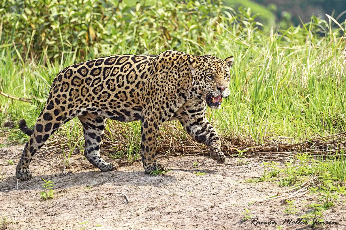 Yaguarete-02-MT-Sept2016-ECOREG