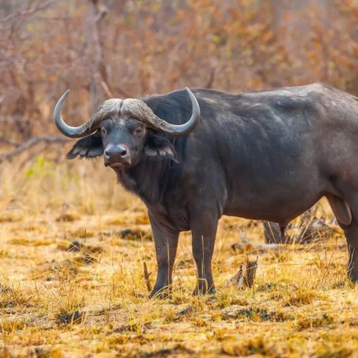 bufalo