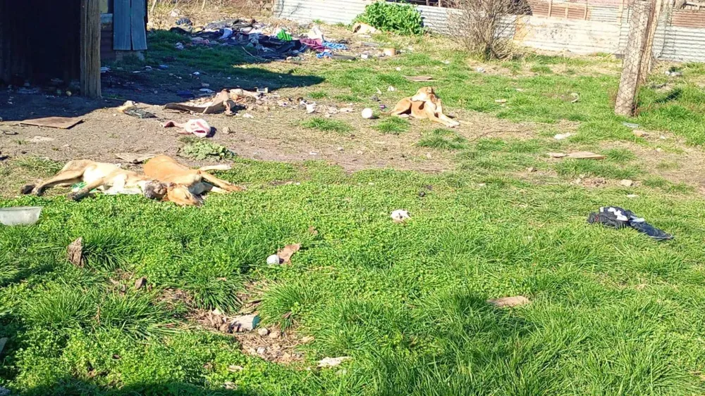 perros-envenenados-1536x864