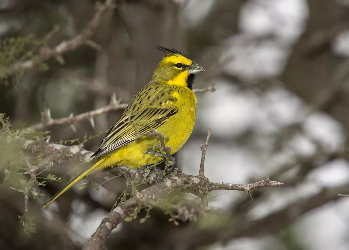 cardenal