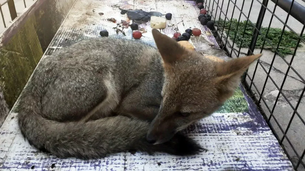 zorro