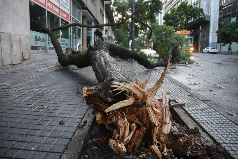 arbol caido