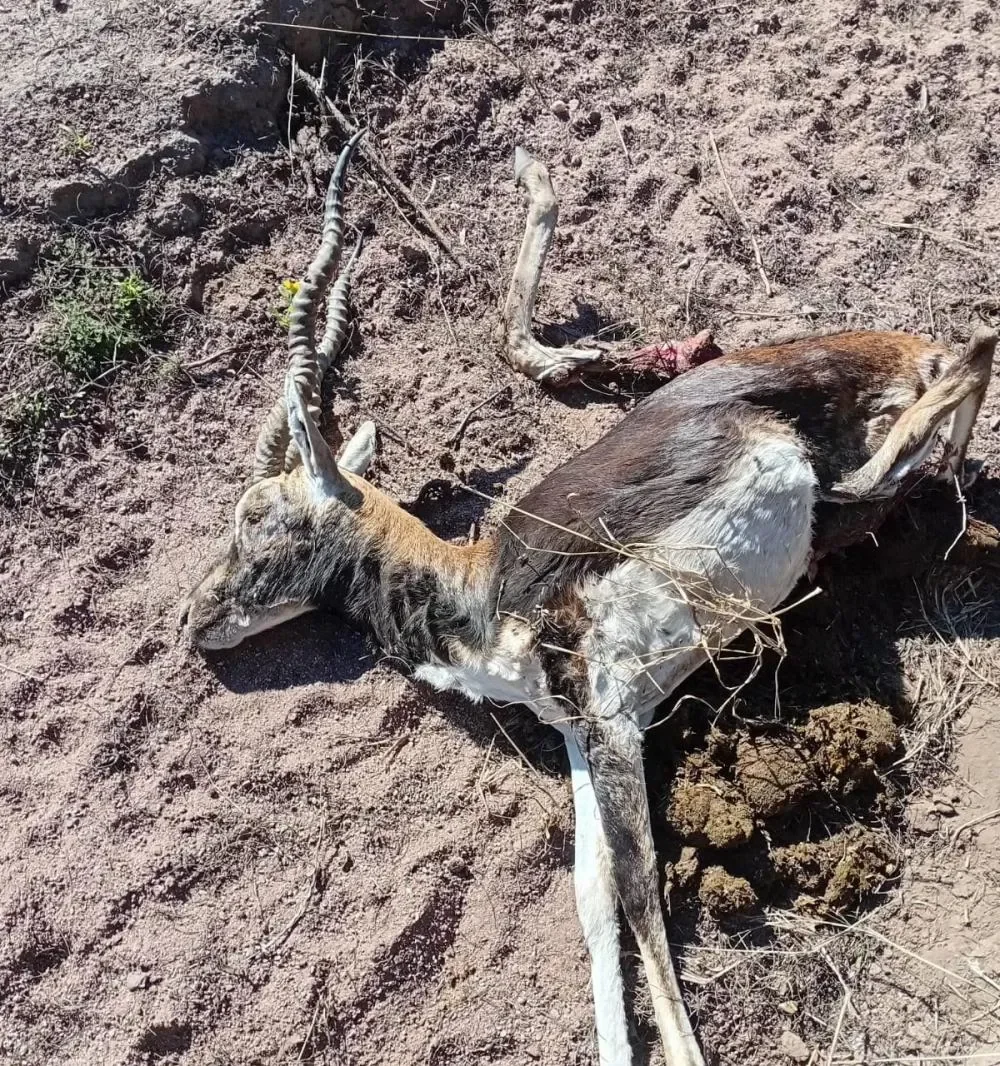la pampa