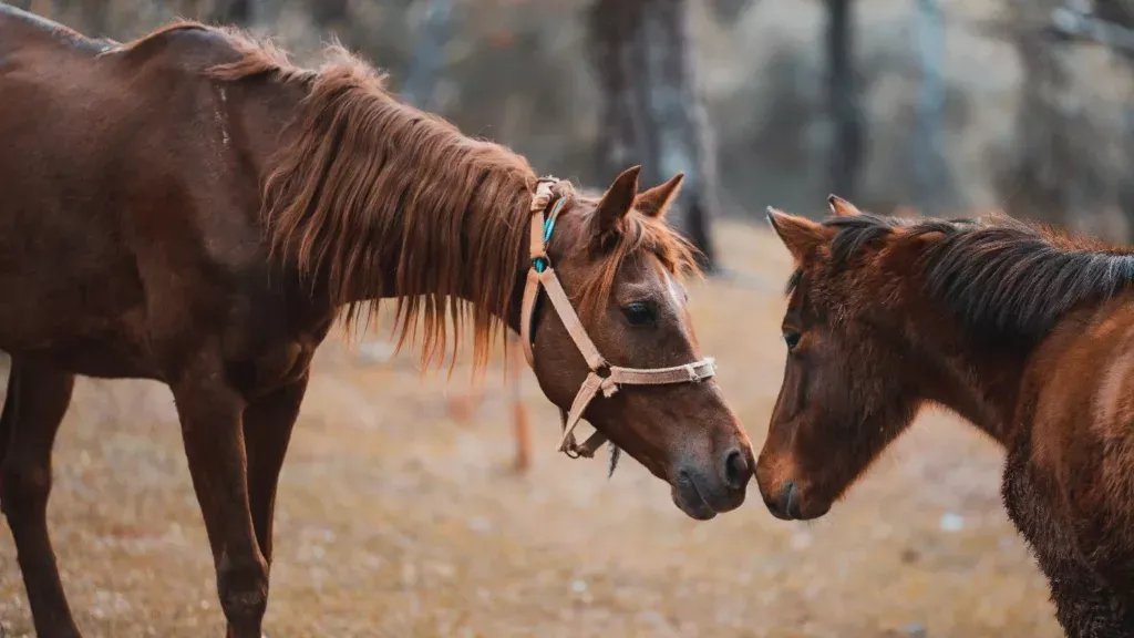 caballos