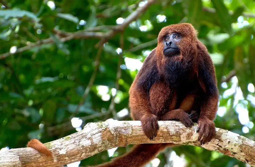 monos-caraya-rojo-2221147