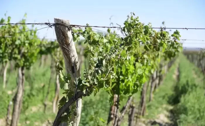 mendoa