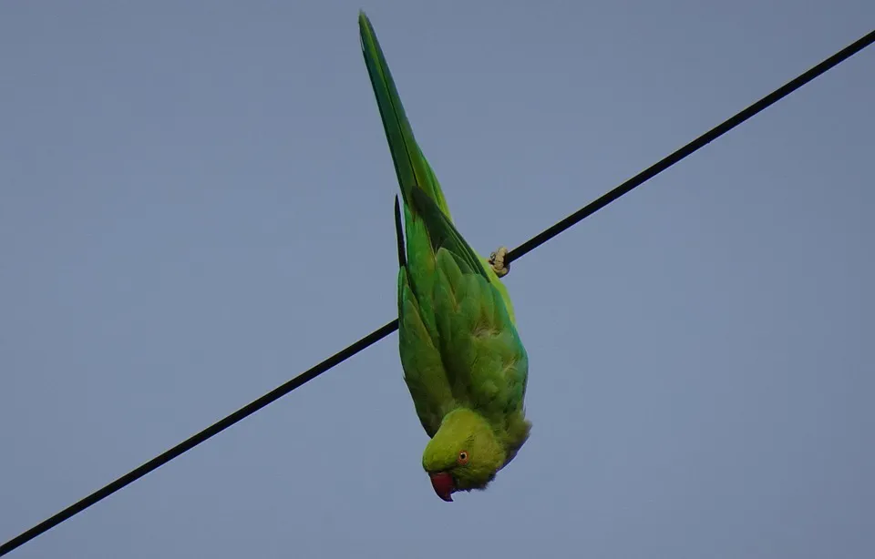 bird-5271203_960_720