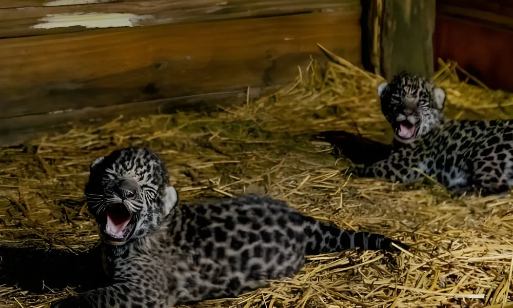 60257089ccf19.r_d.346-238-0 (1)