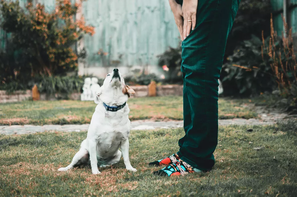 pexels-lisa-fotios-1453478