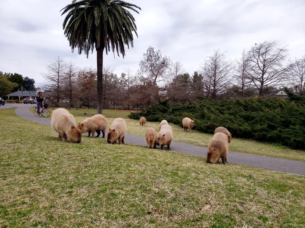 carpinchos-1-20210821_165629_01