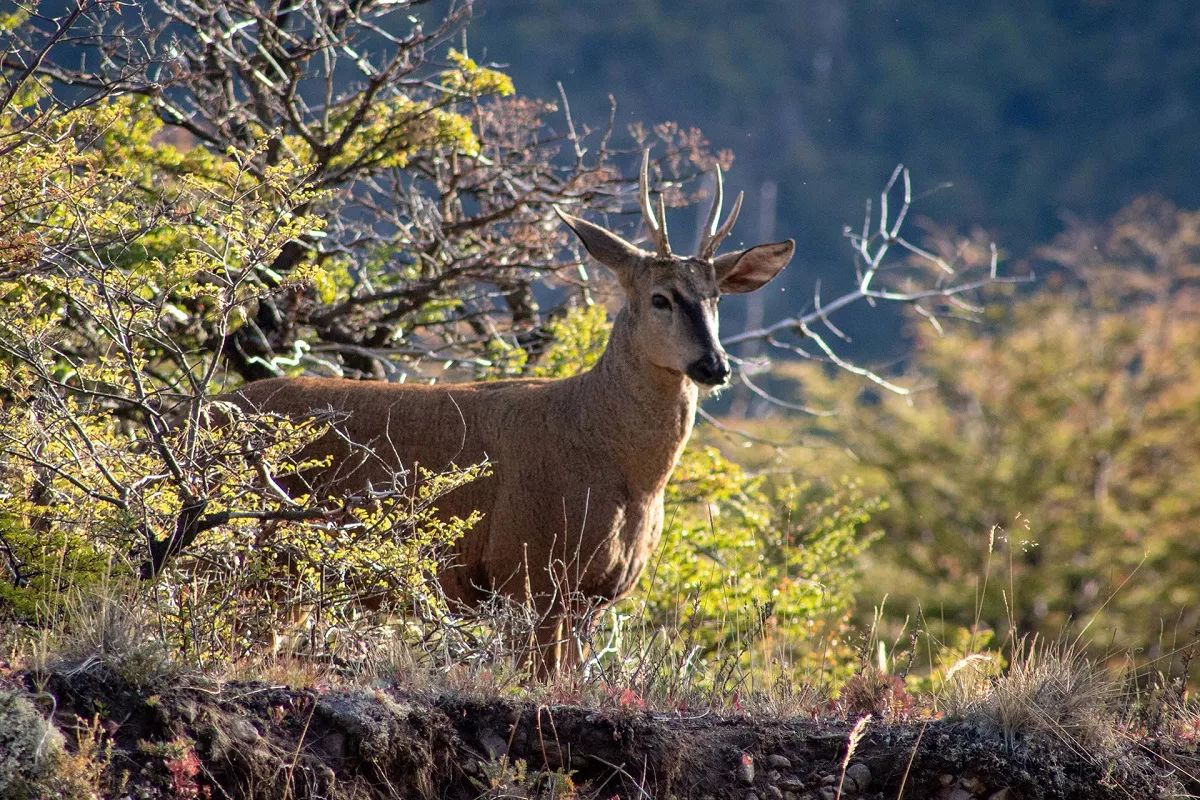 huemul-ARG
