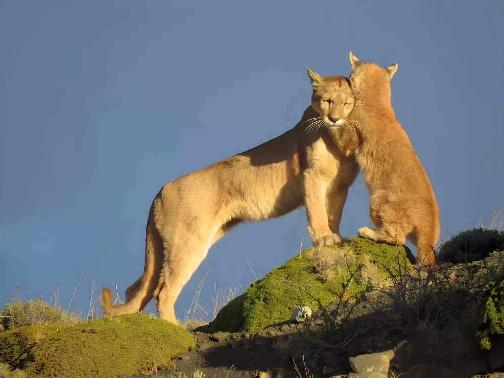 Santa Fe Capturan a Puma exiliado por el desmonte