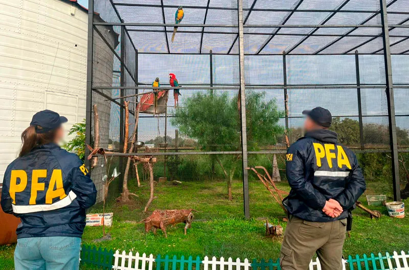 la-pfa-rescato-de-un-zoologico-clandestino-a-9-animales-en-cautiverio-2