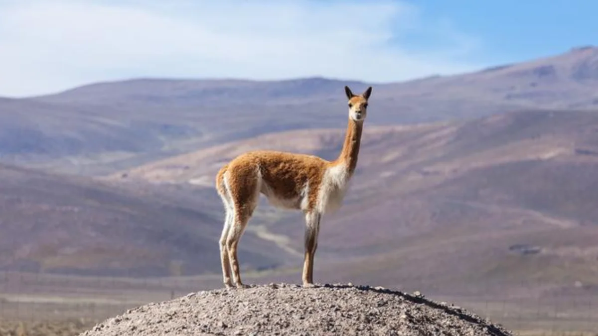 vicuña