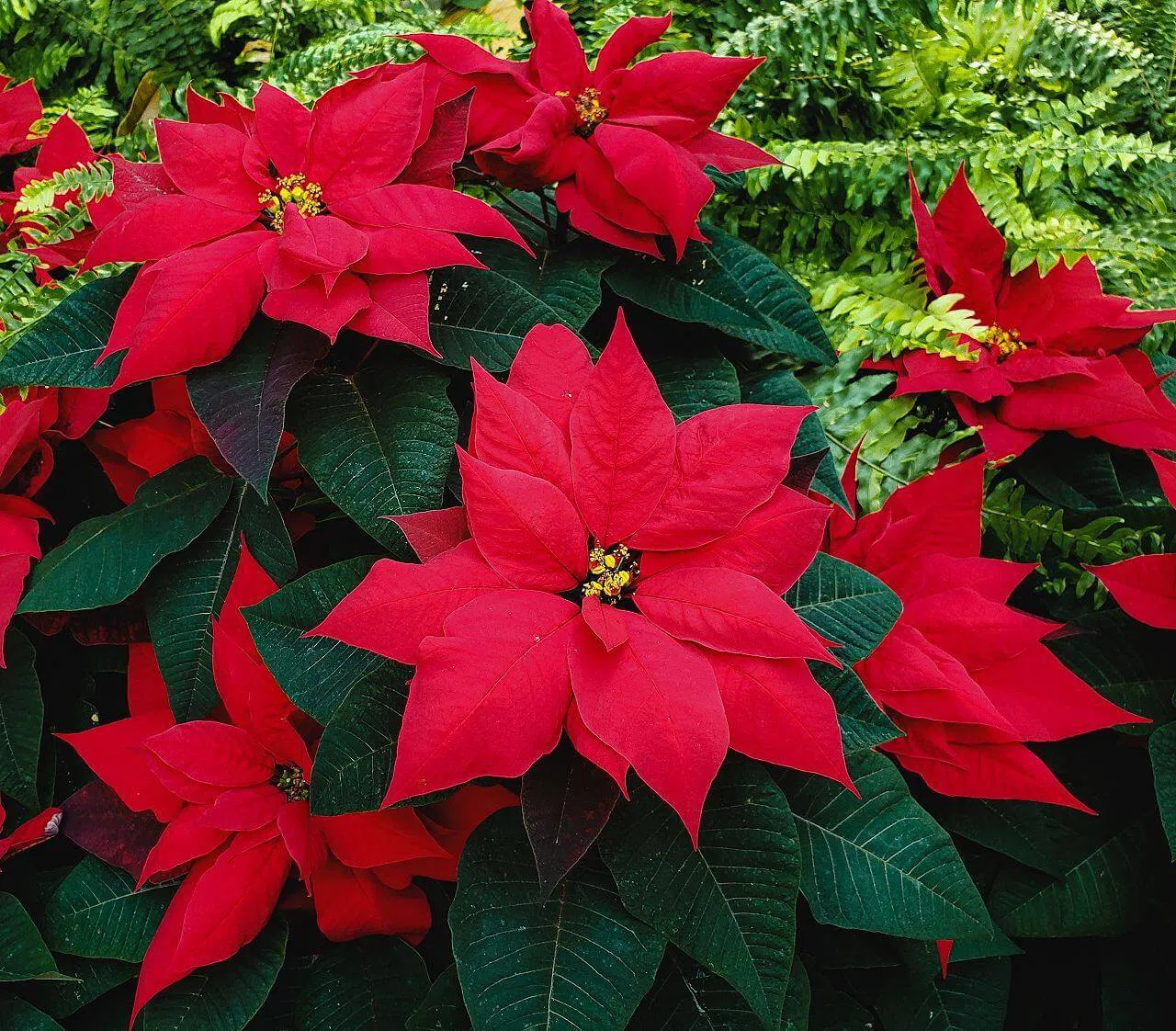 flor-de-pascua-cuidados_21db701a_1280x1122