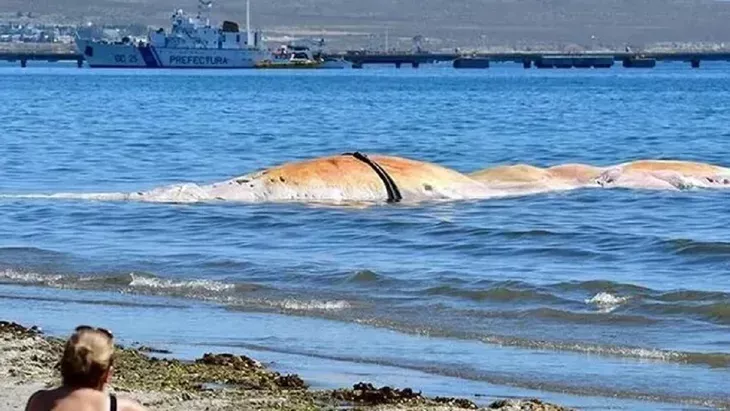 ballena