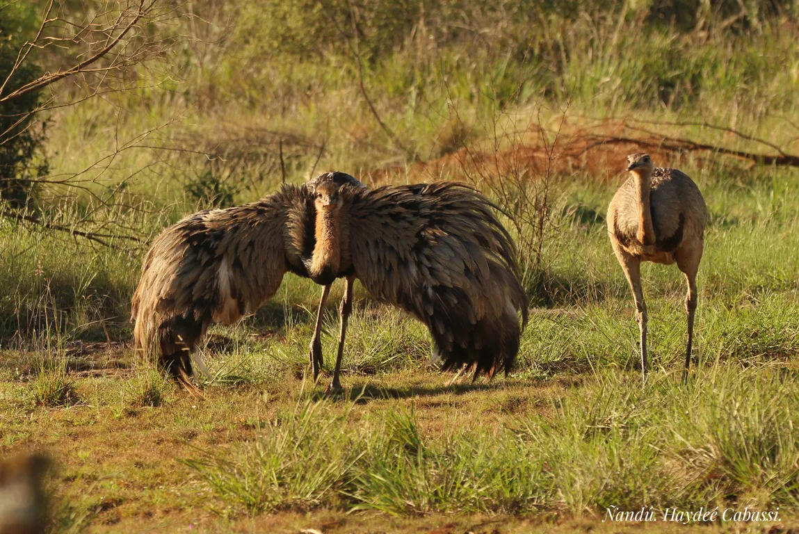 4-ñandu-Foto-Haydee-Gabassi