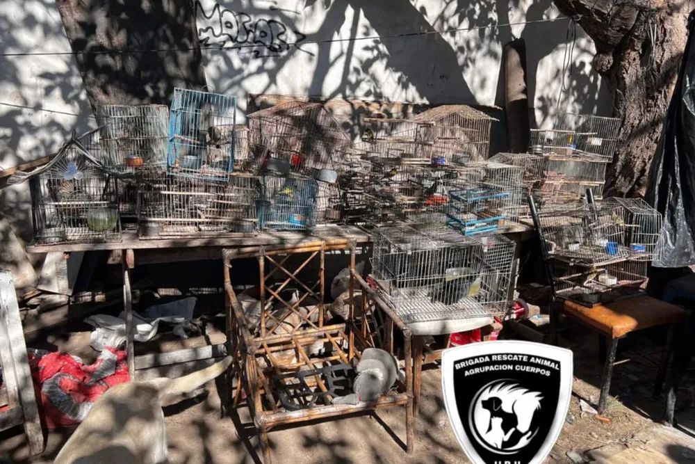 Pajaros-recate-brigada-animal-1536x1024