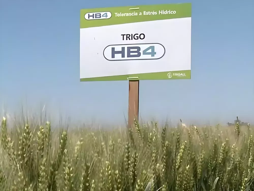 tigo