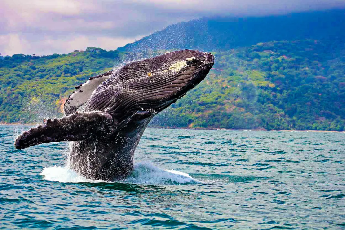 plan-avistamiento-ballenas-disfruta-buenaventura