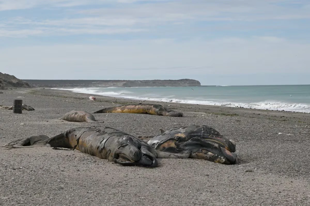 chubut