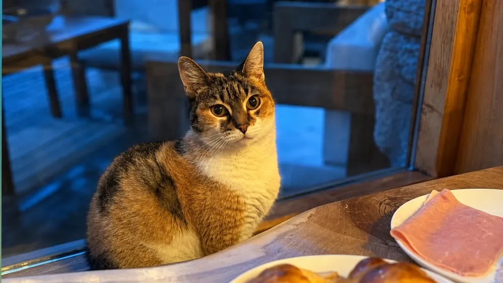 gatito
