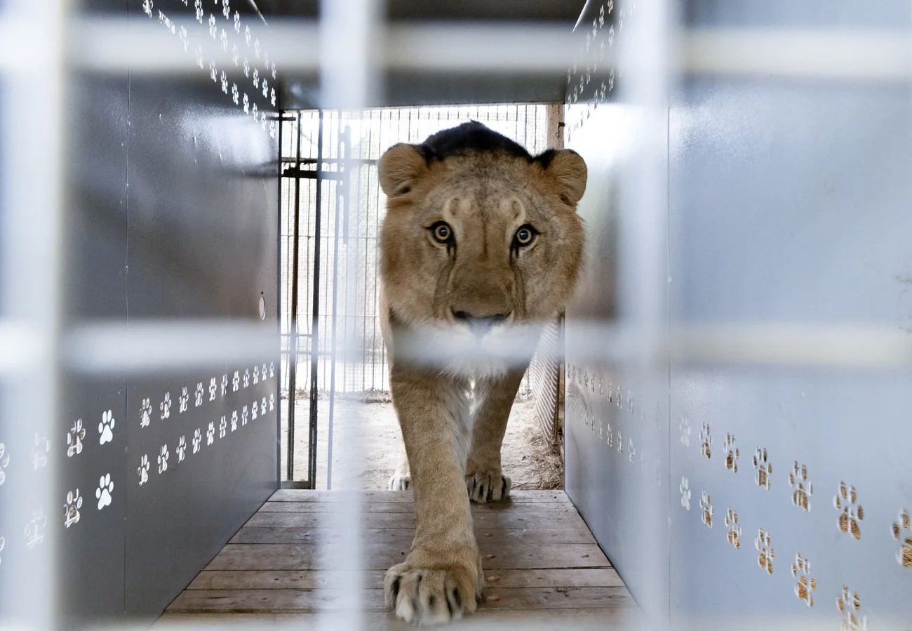 26-08-20_felinos_a_sudafrica_3