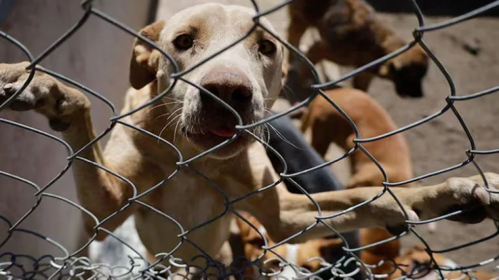 maltrato-animal-2268032
