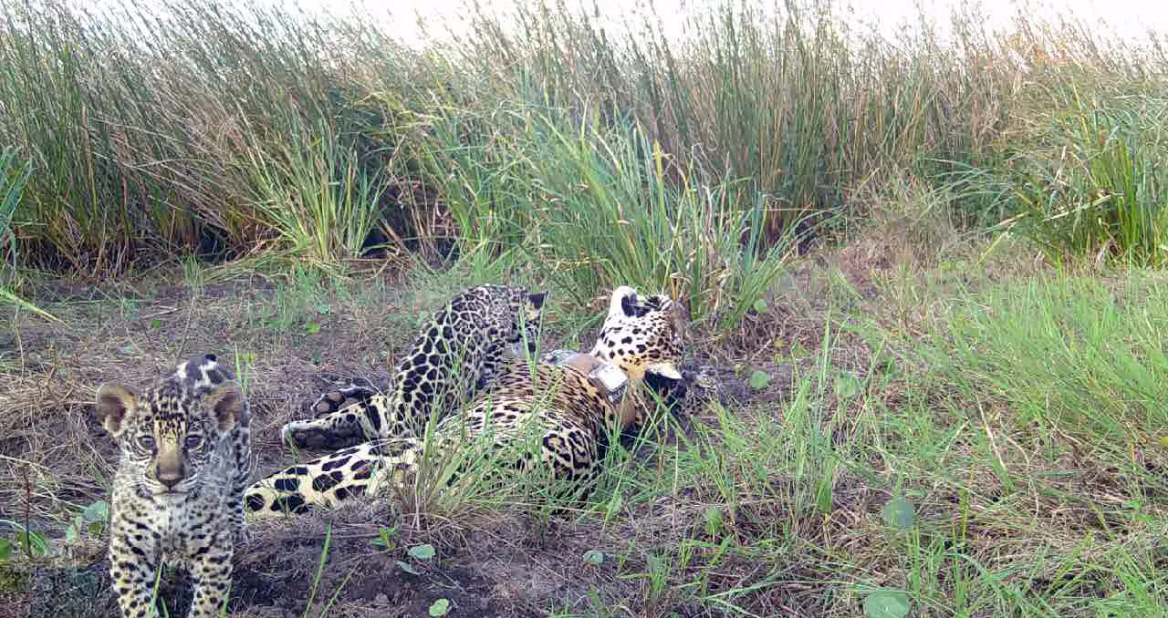 juruna_y_cachorros_2024_-_captura_de_video_-_apn_fra_02