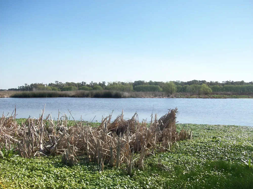 Espejo_de_Agua_de_la_Laguna_de_Rocha