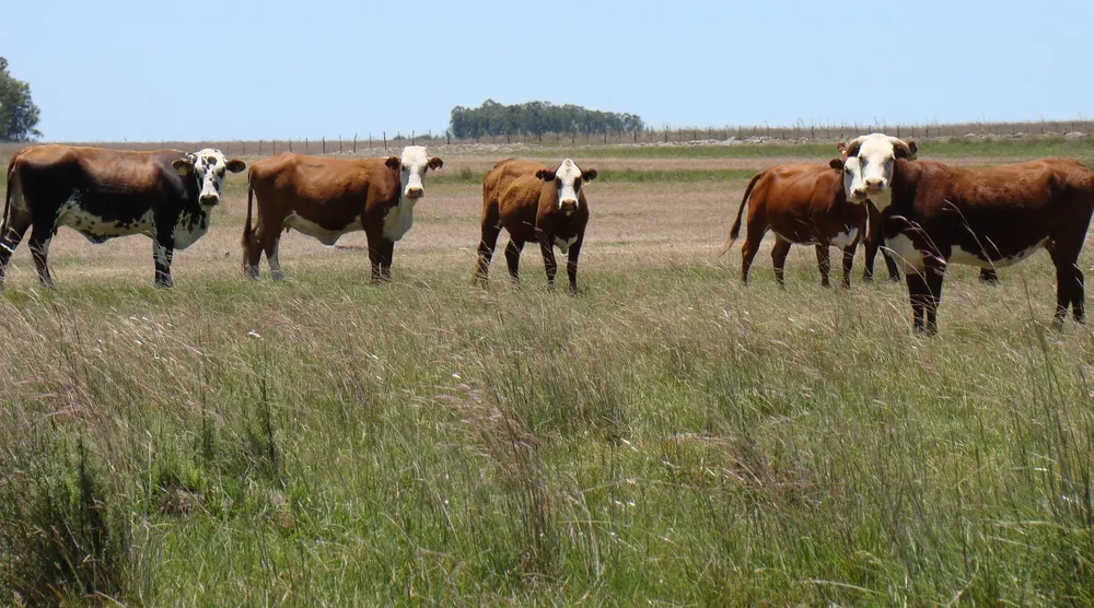 vacas-corrientes