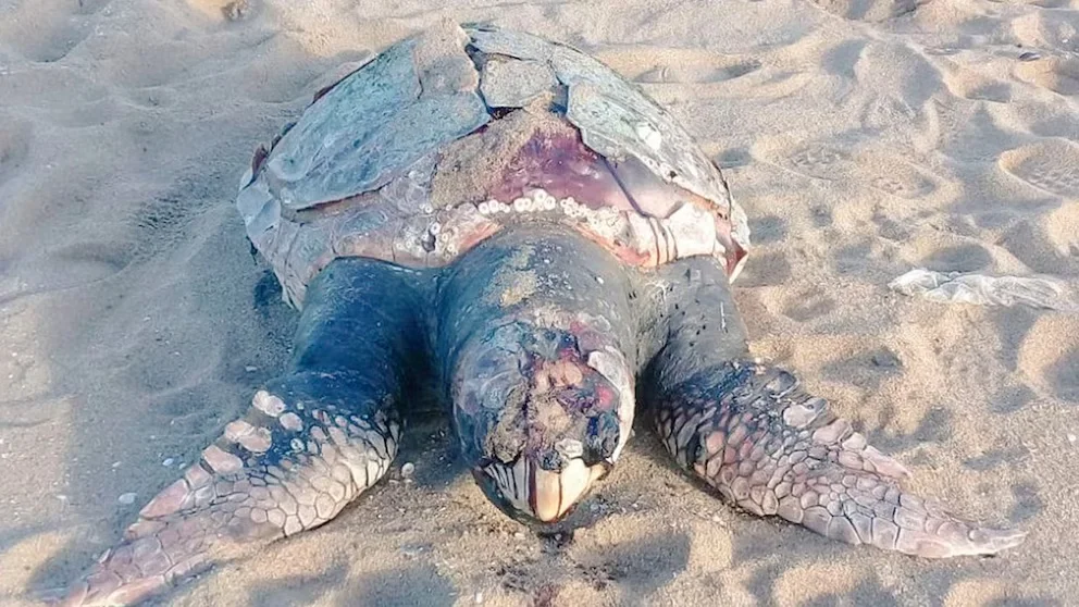 tortu