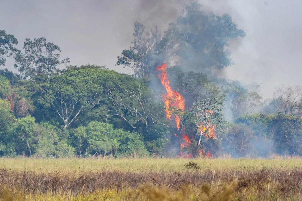Incendios-Ibera-Yerbalito-Matias-Rebak-Fundacion-Rewilding-Argentina-60