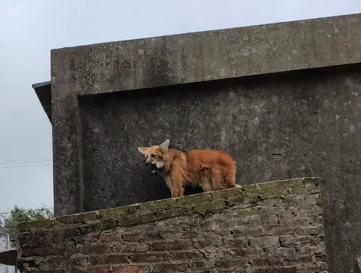 santa_fe-aguara_guazu_2