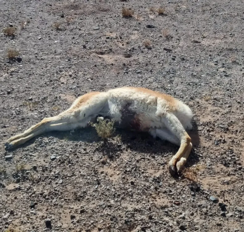 WhatsApp Image 2025-02-03 at 20.44.45