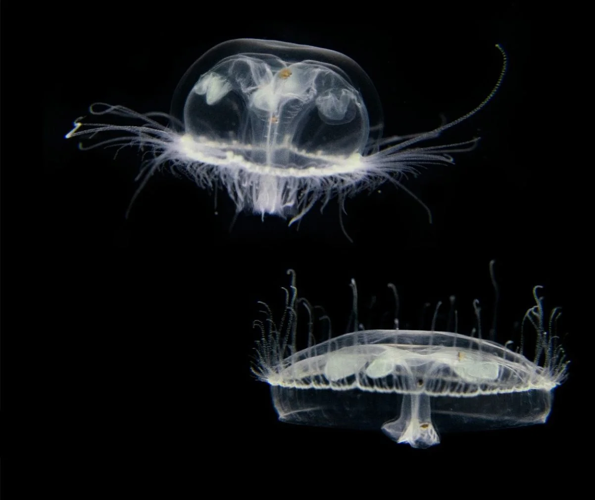 medusas-26-1001382791-1202x1536-1