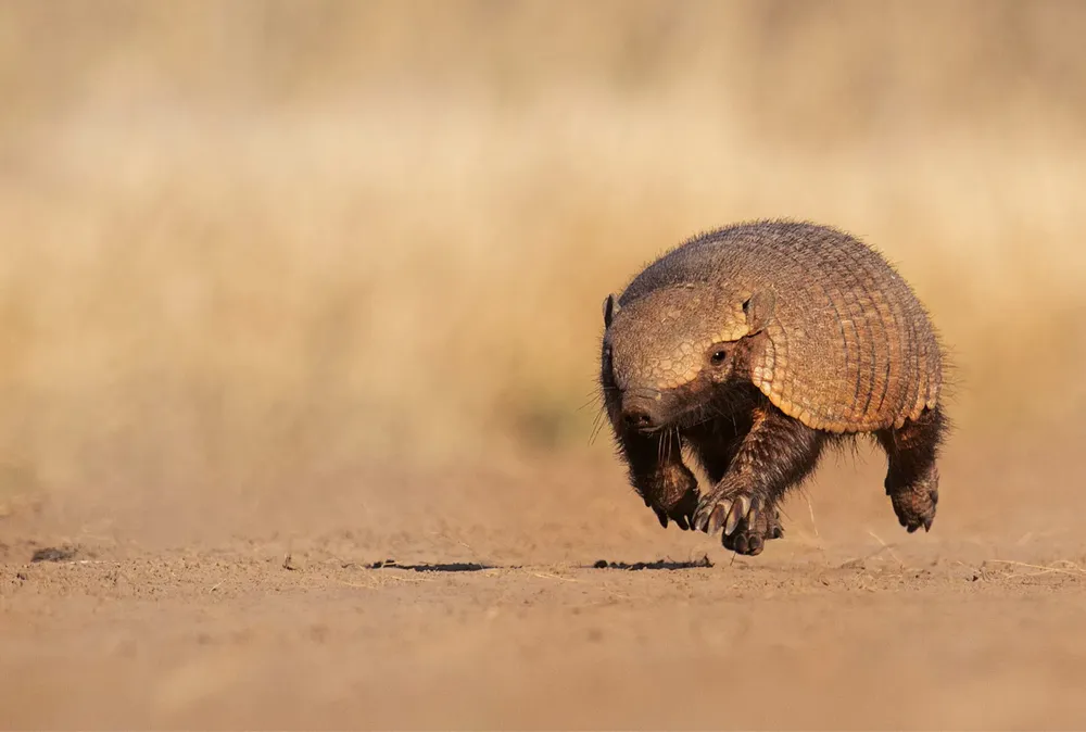 Armadillo-Hunting-in-Argentina-1