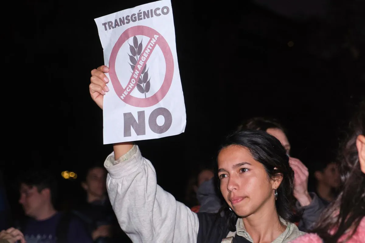 trigo_transgenico_hb4_paraguay_03