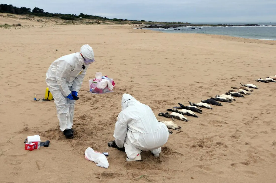 108170-encontraron-cerca-de-300-pinguinos-muertos-en-las-playas-de-uruguay