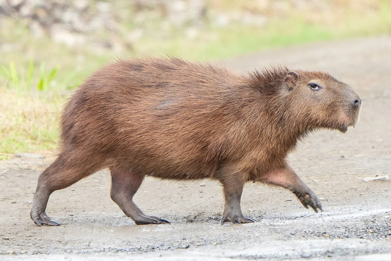 Lessercapybaracropped